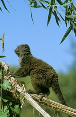 Gray Bamboo Lemur, hapalemur griseus, Adult standing on Branch