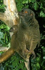 White Fronted Brown Lemur, eulemur fulvus albifrons, Mother with Young