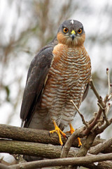 Close up of a male Eurasian sparrowhawk (Accipiter nisus) in a winter garden