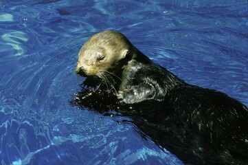 Obraz premium Sea Otter, enhydra lutris