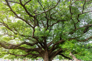 Samanea saman(Leguminosae) Giant, Kanchanaburi, Thailand.