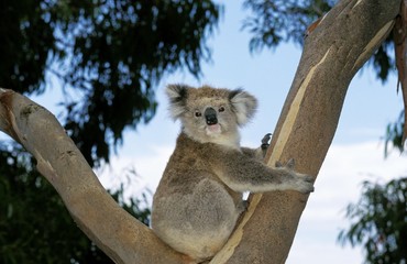 Koala, phascolarctos cinereus, Adult sitting in Tree