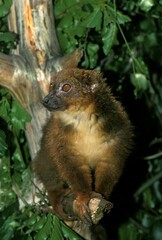 Red Bellied Lemur, eulemur rubriventer, Adult standing on Branch