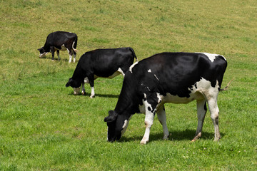 Drei fressende, junge schwarz weiße Kühe stehen versetzt hintereinander auf einer Wiese