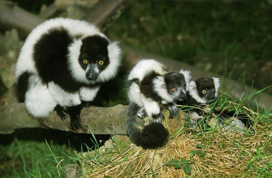Black and White Ruffed Lemur, varecia variegata variegata, Mother with Babies