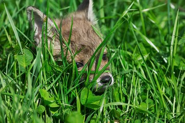 Red Fox, vulpes vulpes, Pup camouflaged in Long Grass, Normandy