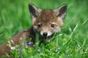 Naklejka na ściany i meble Red Fox, vulpes vulpes, Pup standing in Long Grass, Normandy