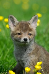 Red Fox, vulpes vulpes, Pup with Flowers, Normandy