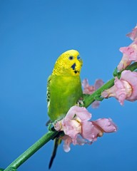 Budgerigar, melopsittacus undulatus, Adult standing on Flower