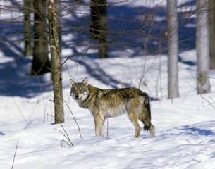European Wolf, canis lupus, Adult standing in Snow