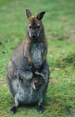 Bennett's Wallaby, macropus rufogriseus, Mother with Joey in Pouch © slowmotiongli