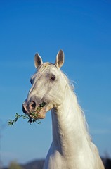 Obraz na płótnie Canvas Lipizzan Horse eating Foliage
