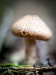 Small mushroom in the garden in Autumn in soft focus