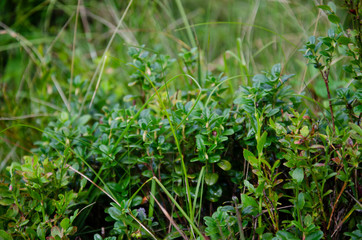 Bush of the blueberries in the mountains with grass