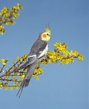 COCKATIEL nymphicus hollandicus