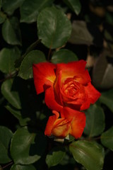 Orange Flower of Rose 'Chacok' in Full Bloom
