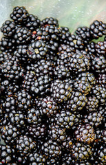 Close up photo of the blackberries