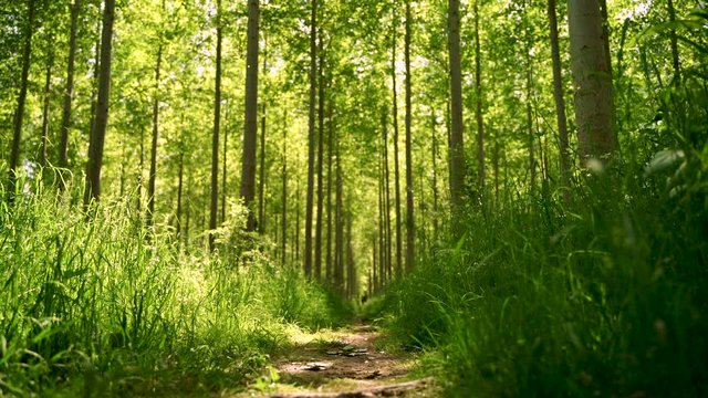 Slowly panning through forest trees in summer revealing a woodland walking trail at sunrise