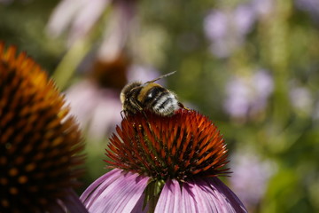 Hummel auf Blume Blütenstaub Nektar Biene