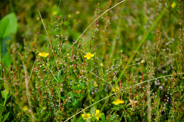 Green grass summer background in the mountains