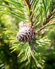 Closeup of a pine cone and branches with green needles