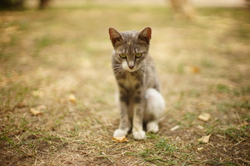 Ashy tricolor kitty sitting in the summer garden.