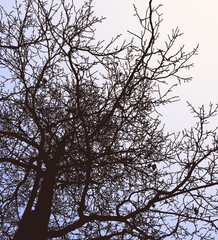 Vector illustration of silhouette deciduous tree in winter