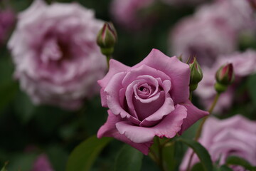 Light Purple Flower of Rose 'Charles de Gaulle' in Full Bloom
