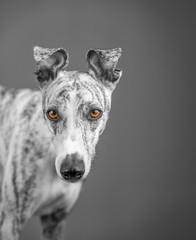 entsättgiter Whippet Hund mit wachsamen orangen Augen