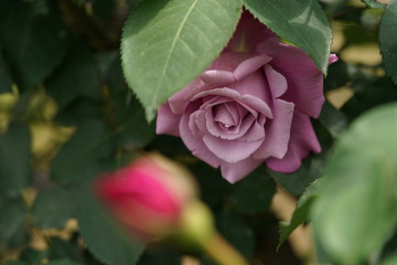 Light Purple Flower of Rose 'Charles de Gaulle' in Full Bloom
