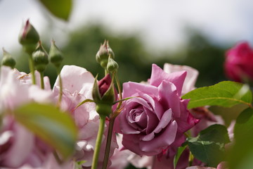 Light Purple Flower of Rose 'Charles de Gaulle' in Full Bloom

