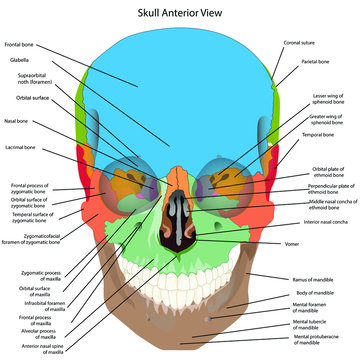 the bones of the head, skull the names of the cranial bones. Anterior view.