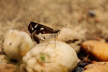butterfly on the ground