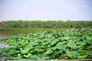 Lotus field in the Volga river delta in the city of Astrakhan