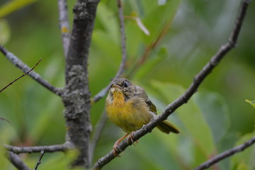 Baby bird Yellow Throated Warbler 