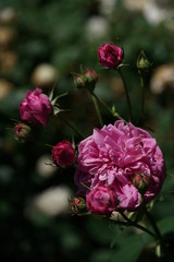 Deep Pink Flower of Rose 'Charles Lawson' in Full Bloom
