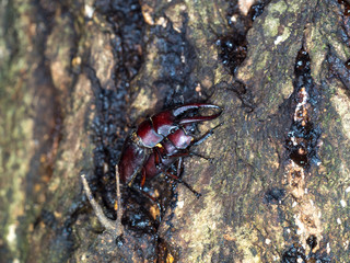 ノコギリクワガタの交尾