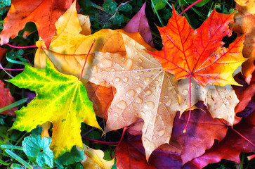 Colourful autumn leaves fallen onto green grass with small water droplets