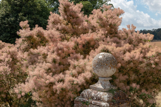 Smoke tree
