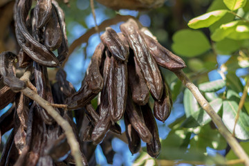 algarroba lista para coger del algarrobo
