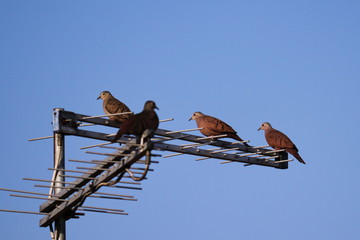 flock of doves resting on the rods of a TV antenna, under a cloudless blue sky.