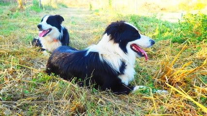 Happy Border Collie dogs on the grass