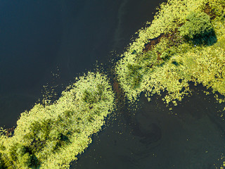 Aerial drone view. Green water lilies in the water.