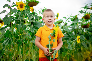 a happy boy stands in a field with sunflowers in summer, a child's way of life