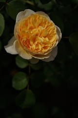 Light Cream Flower of Rose 'Charlotte' in Full Bloom
