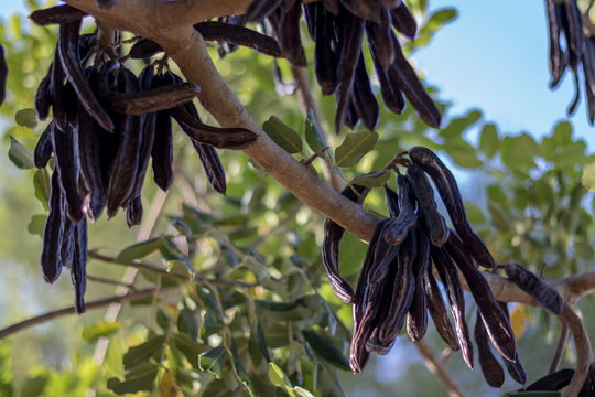 algarroba lista para coger del algarrobo