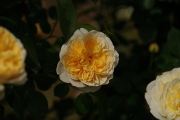 Light Cream Flower of Rose 'Charlotte' in Full Bloom
