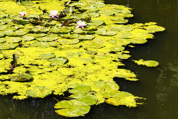 Close-up landscape view of picturesque pond with lily pads on the surface. Scenic Arboretum...