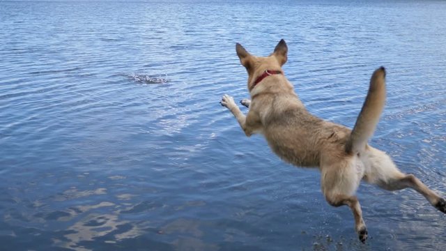 Dog jumping into the water.