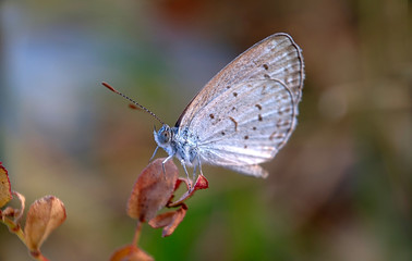 Butterfly (Zizeeria Knysna) - Close up detail of butterfly, Isolated butterfly, White butterfly perched above the flower